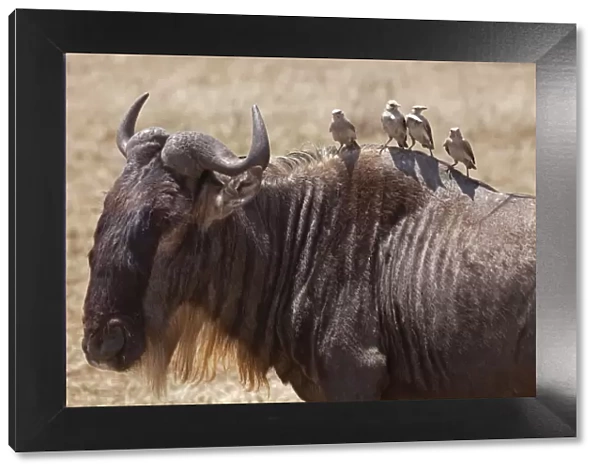 Tanzania, Ngorongoro. A wildebeest plays host to four oxpeckers