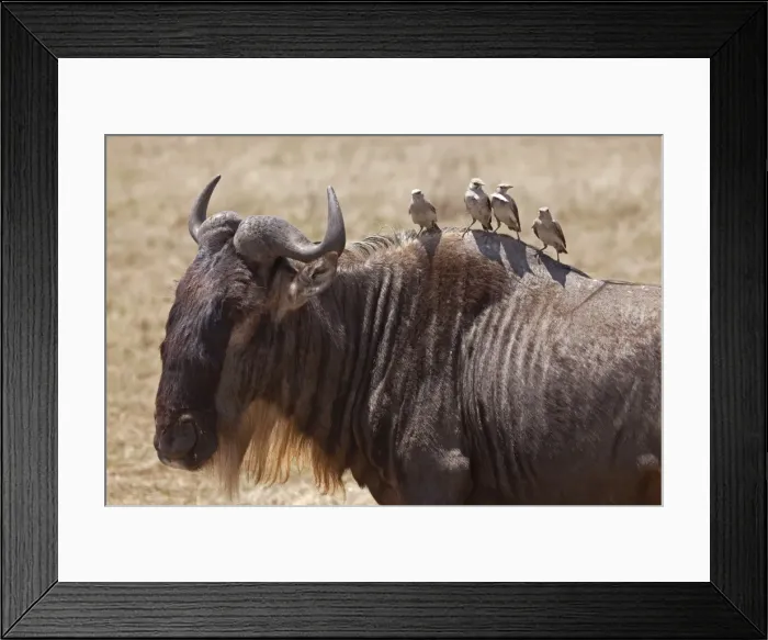 Framed Print : Tanzania, Ngorongoro. A wildebeest plays host to four oxpeckers Framed Print : Tanzania, Ngorongoro. A wildebeest plays host to four oxpeckers