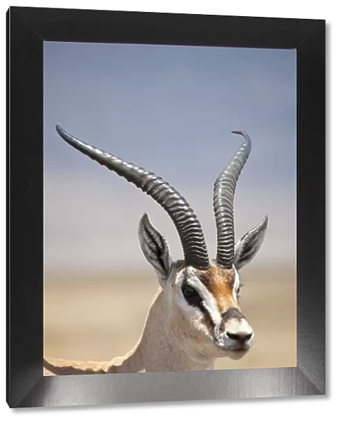 Tanzania, Ngorongoro. A mature male Grants Gazelle