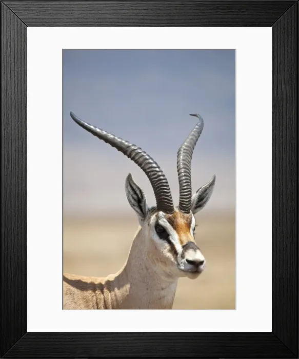 Framed Print : Tanzania, Ngorongoro. A mature male Grants Gazelle