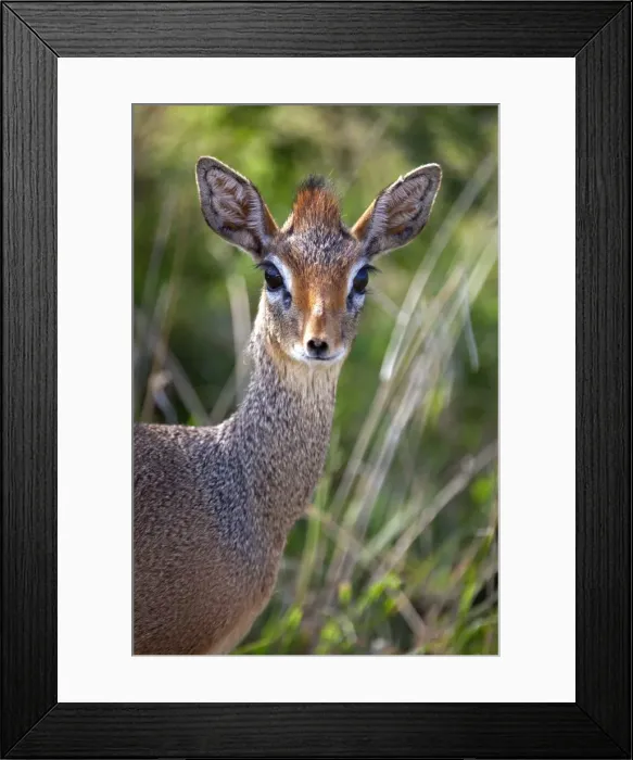 Framed Print : Tanzania, Serengeti. Portraits of the shy female Dik-dik