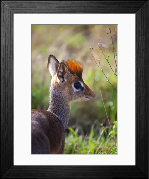 Framed Print : Tanzania, Serengeti. A young dik-dik Framed Print : Tanzania, Serengeti. A young dik-dik