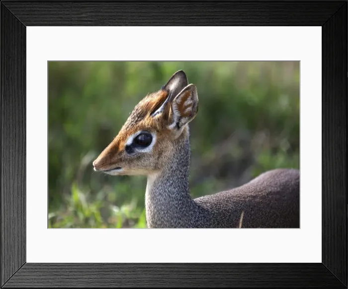 Framed Print : Tanzania, Serengeti. Portraits of the shy Dik-dik Framed Print : Tanzania, Serengeti. Portraits of the shy Dik-dik