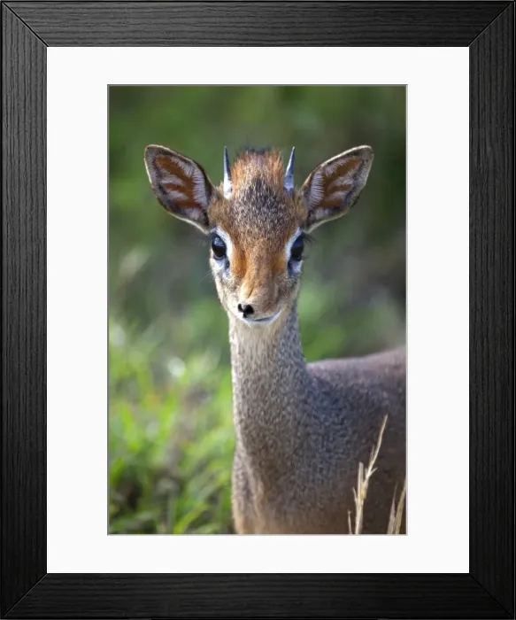 Framed Print : Tanzania, Serengeti. Portraits of the shy Dik-dik Framed Print : Tanzania, Serengeti. Portraits of the shy Dik-dik