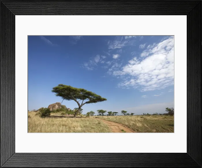 Framed Print : Tanzania, Serengeti. Typical Serengeti landscape near the Msai Kopjes Framed Print : Tanzania, Serengeti. Typical Serengeti landscape near the Msai Kopjes