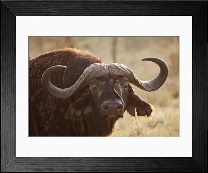 Framed Print : Tanzania, Serengeti. A craggy old buffalo, surrounded by flies Framed Print : Tanzania, Serengeti. A craggy old buffalo, surrounded by flies