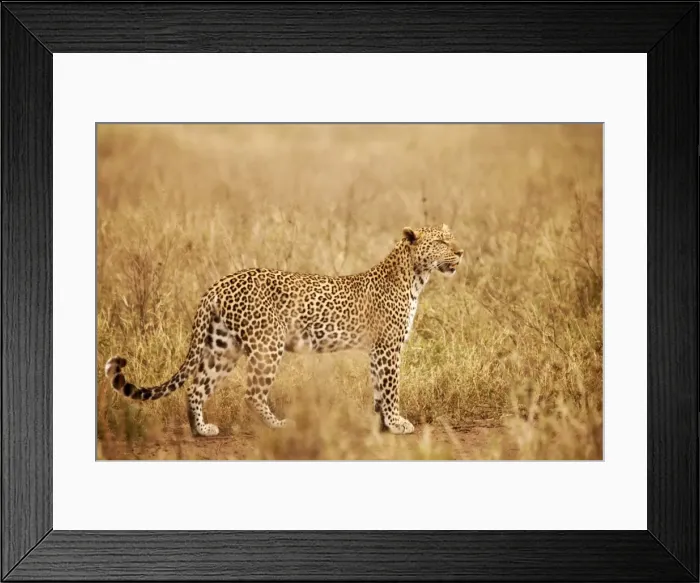 Framed Print : Tanzania, Serengeti. A leopard boldly stands in the long grasses near Seronera Framed Print : Tanzania, Serengeti. A leopard boldly stands in the long grasses near Seronera
