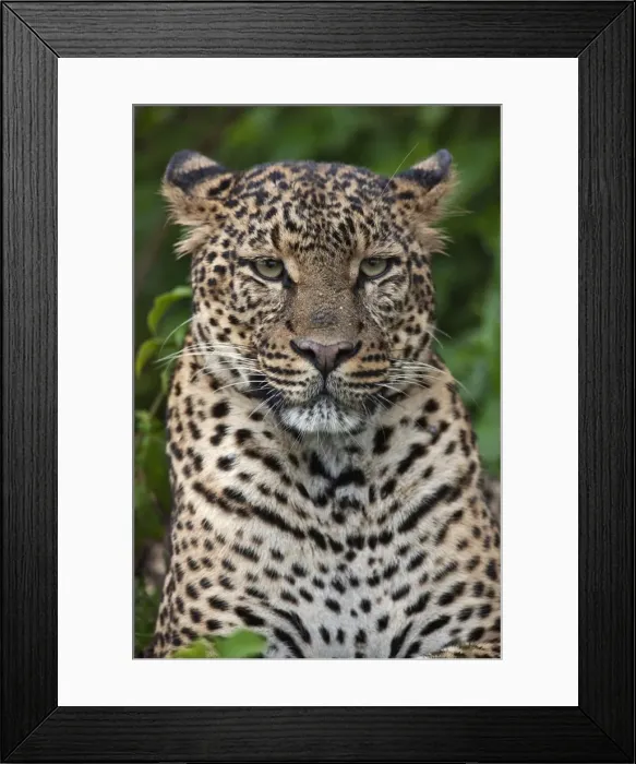 Framed Print : A fine leopard oblivious to light rain in the Salient of the Aberdare National Park Framed Print : A fine leopard oblivious to light rain in the Salient of the Aberdare National Park