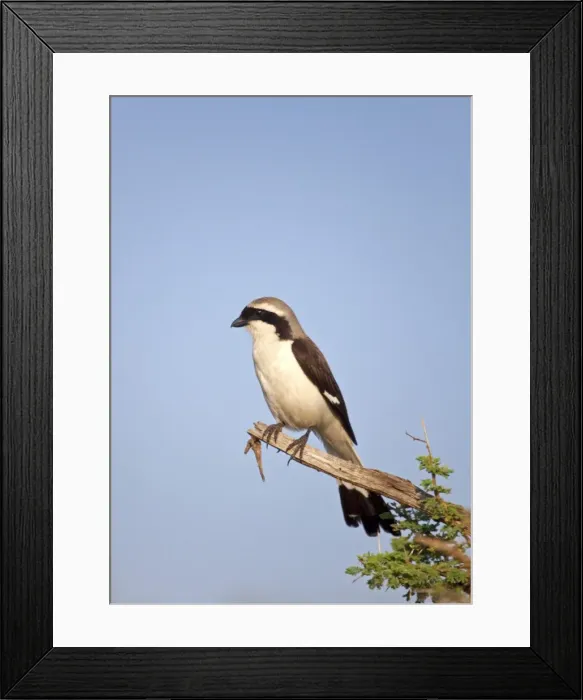 Framed Print : Tanzania, Serengeti. A Shrike taking in the morning sun Framed Print : Tanzania, Serengeti. A Shrike taking in the morning sun
