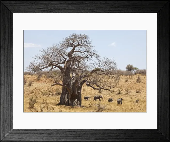Framed Print : Tanzania, Tarangire. A herd of elephants walks past a massive baobab. Both are what makes Tarangire famous Framed Print : Tanzania, Tarangire. A herd of elephants walks past a massive baobab. Both are what makes Tarangire famous