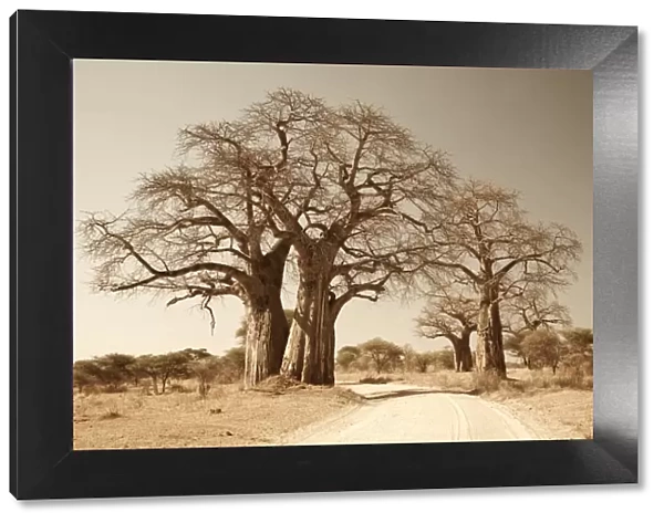 Tanzania, Tarangire. A road runs underneath the branches of massive baobab trees