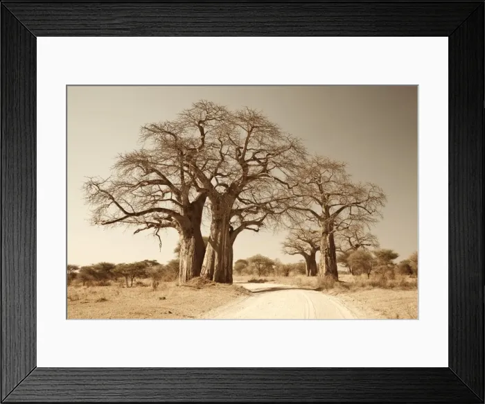 Framed Print : Tanzania, Tarangire. A road runs underneath the branches of massive baobab trees Framed Print : Tanzania, Tarangire. A road runs underneath the branches of massive baobab trees