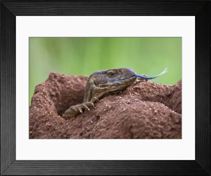 Framed Print : A white-throated savanna monitor lizard flicks out its long blue forked tongue Framed Print : A white-throated savanna monitor lizard flicks out its long blue forked tongue