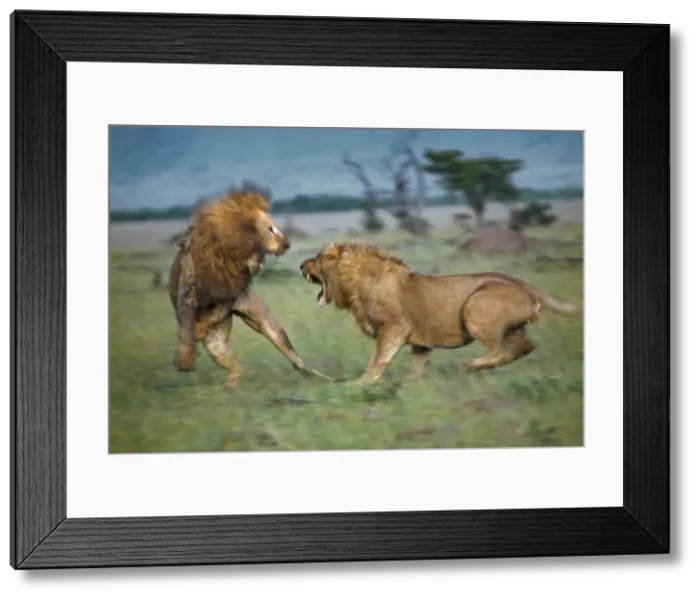 Framed Print : Two male lions fight to the death in Masai Mara National Reserve. The lion on the left is already badly