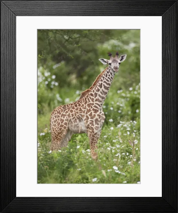 Framed Print : A young Msai giraffe in Kenyas Tsavo West National Park Framed Print : A young Msai giraffe in Kenyas Tsavo West National Park