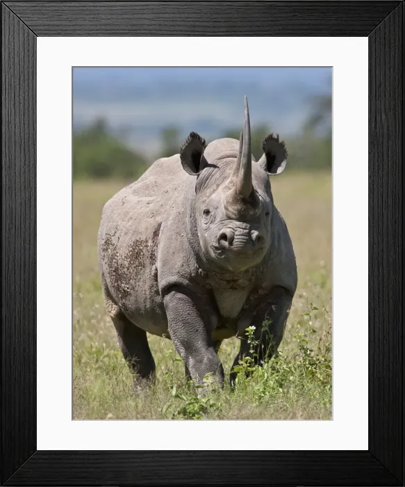 Framed Print : An alert black rhino. Mweiga, Solio, Kenya Framed Print : An alert black rhino. Mweiga, Solio, Kenya