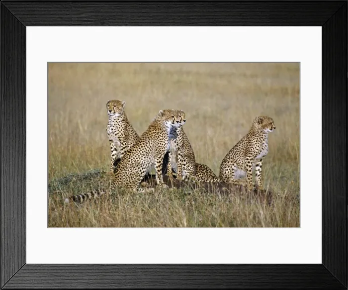 Framed Print : A cheetah family on the grassy plains of Masai Mara National Reserve. Cheetah cubs may stay with their mother for up to Framed Print : A cheetah family on the grassy plains of Masai Mara National Reserve. Cheetah cubs may stay with their mother for up to