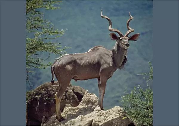 A fine Greater Kudu bull standing on a termite mound in the game reserve surrounding Lake Bogoria, an alkaline lake of Africas Great Rift Valley system