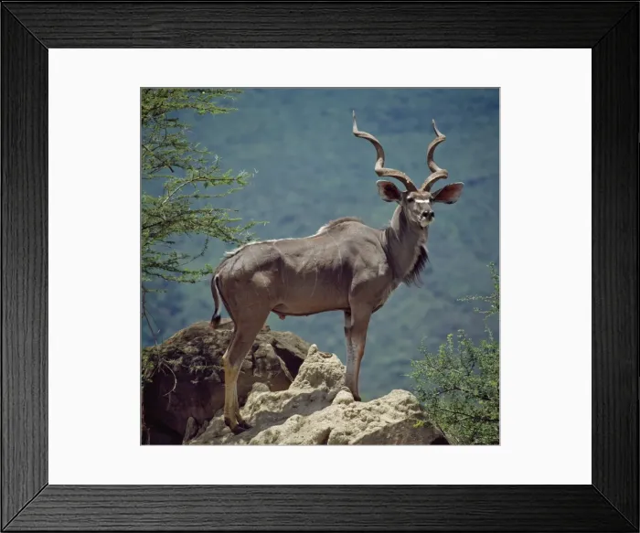 Framed Print : A fine Greater Kudu bull standing on a termite mound in the game reserve surrounding Lake Bogoria, an alkaline lake of Africas Great Rift Valley system Framed Print : A fine Greater Kudu bull standing on a termite mound in the game reserve surrounding Lake Bogoria, an alkaline lake of Africas Great Rift Valley system
