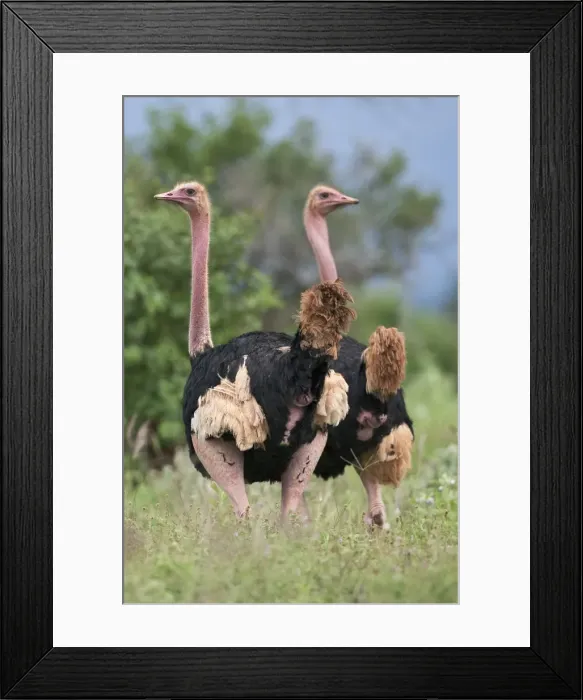 Framed Print : Two male Msai ostriches in breeding plumage in Kenyas Tsavo West National Park Framed Print : Two male Msai ostriches in breeding plumage in Kenyas Tsavo West National Park