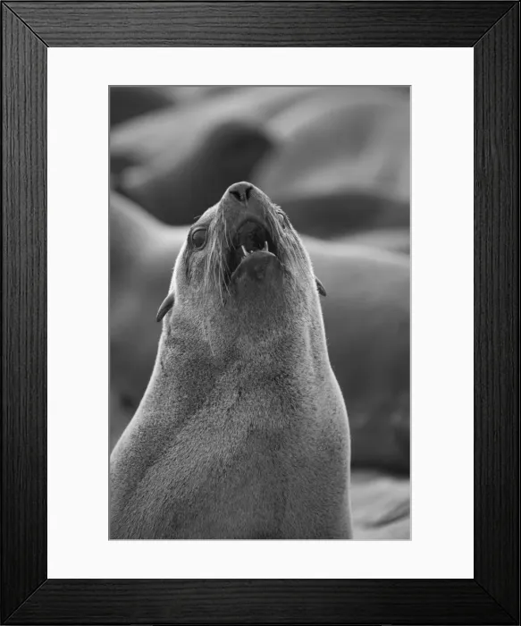 Framed Print : Namibia, A barking Cape Fur Seal. One of a colony of thousands Framed Print : Namibia, A barking Cape Fur Seal. One of a colony of thousands