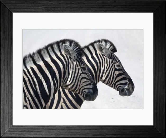 Framed Print : Namibia, Etosha. Plains zebra standing quietly on a pan in Etosha National Park Framed Print : Namibia, Etosha. Plains zebra standing quietly on a pan in Etosha National Park