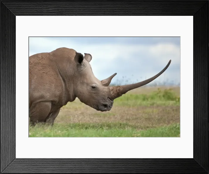 Framed Print : A white rhino with a very long horn. Mweiga, Solio, Kenya