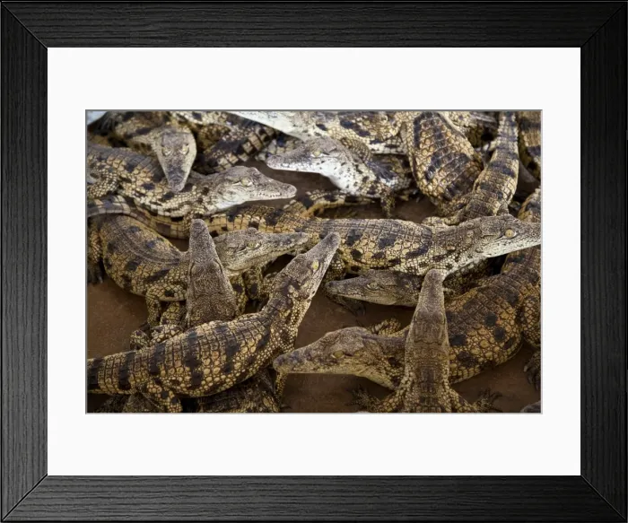 Framed Print : Namibia. Young crocodiles at a crocodile farm Framed Print : Namibia. Young crocodiles at a crocodile farm