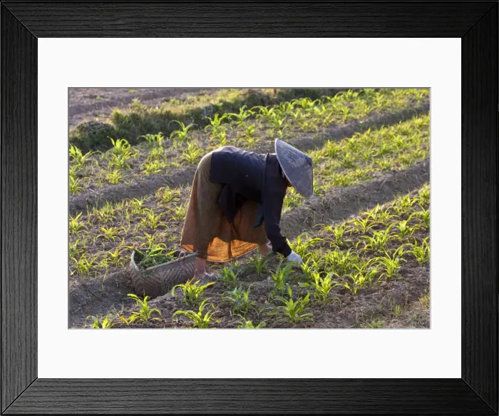 Framed Print : Myanmar, Keng Tung (Kyaing Tong). Tending the crops, Keng Tung, Myanmar Framed Print : Myanmar, Keng Tung (Kyaing Tong). Tending the crops, Keng Tung, Myanmar