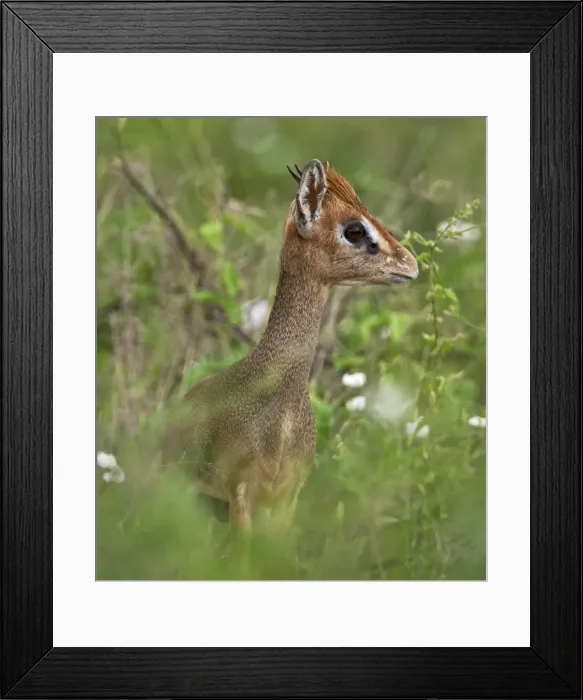 Framed Print : A diminutive Kirks dikdik in Kenyas Tsavo West National Park Framed Print : A diminutive Kirks dikdik in Kenyas Tsavo West National Park
