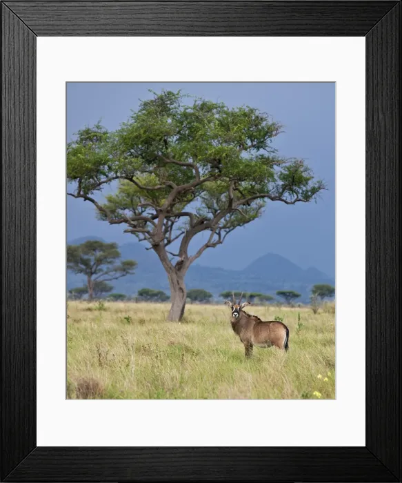 Framed Print : A Roan antelope in the Lambwe Valley of Ruma National Park, the only place in Kenya where these large, powerful antelopes can Framed Print : A Roan antelope in the Lambwe Valley of Ruma National Park, the only place in Kenya where these large, powerful antelopes can