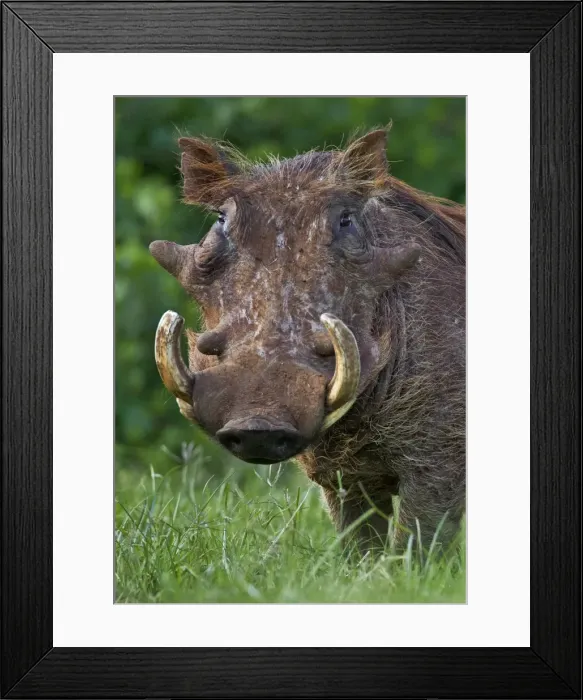 Framed Print : A battle-scared male warthog in the Salient of the Aberdare National Park