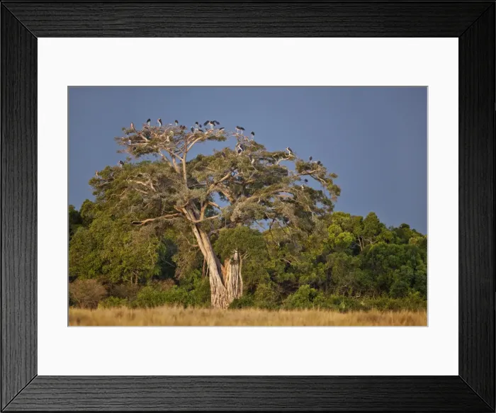 Framed Print : As dusk approaches, Marabou storks roost in large wild fig tree near the Mara River