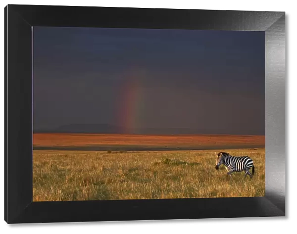 The late afternoon sun breaks through rain clouds in the Masai Mara National Reserve to paint the landscape a hue of brilliant golden-red with a rainbow in the