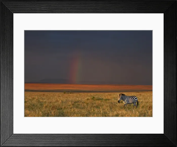 Framed Print : The late afternoon sun breaks through rain clouds in the Masai Mara National Reserve to paint the landscape a hue of brilliant golden-red with a rainbow in Framed Print : The late afternoon sun breaks through rain clouds in the Masai Mara National Reserve to paint the landscape a hue of brilliant golden-red with a rainbow in