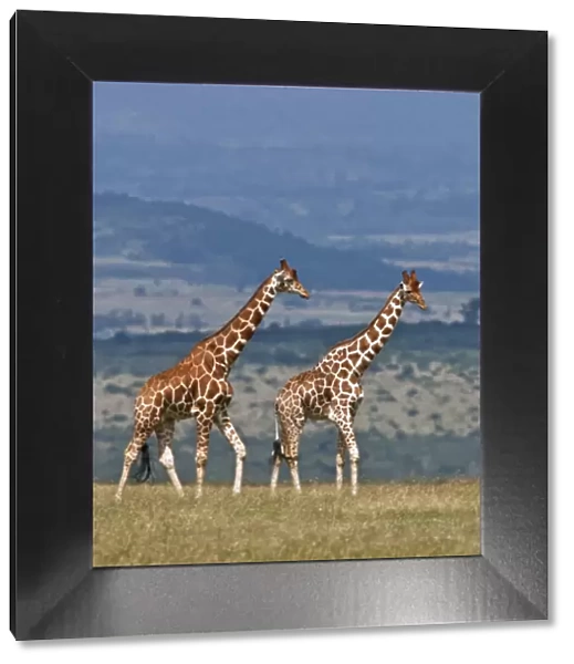 Reticulated giraffes. Mweiga, Solio, Kenya