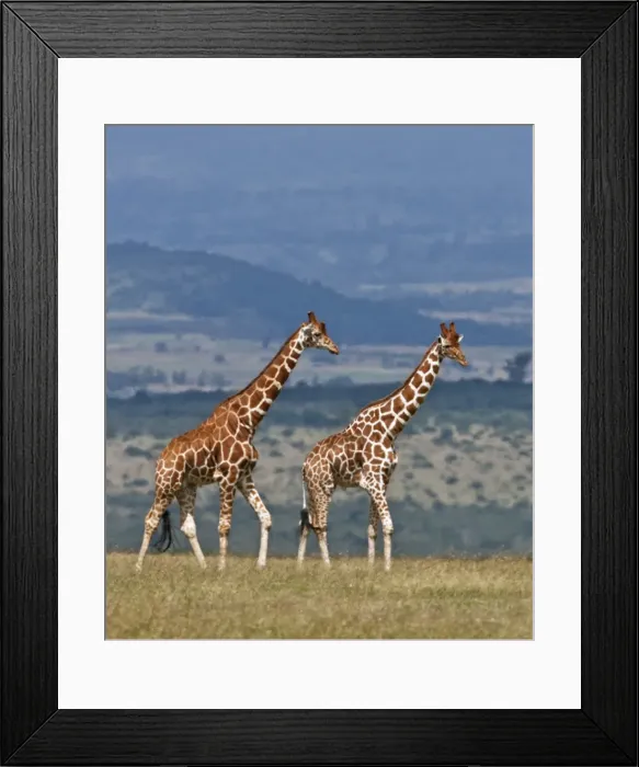 Framed Print : Reticulated giraffes. Mweiga, Solio, Kenya Framed Print : Reticulated giraffes. Mweiga, Solio, Kenya