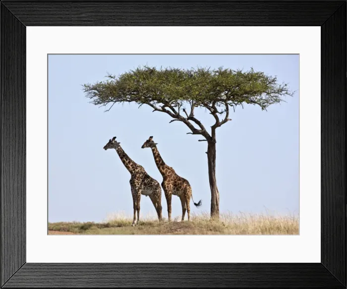 Framed Print : Two Msai giraffes shade themselves beneath a Balanites tree on the plains of the Masai Mara National Framed Print : Two Msai giraffes shade themselves beneath a Balanites tree on the plains of the Masai Mara National