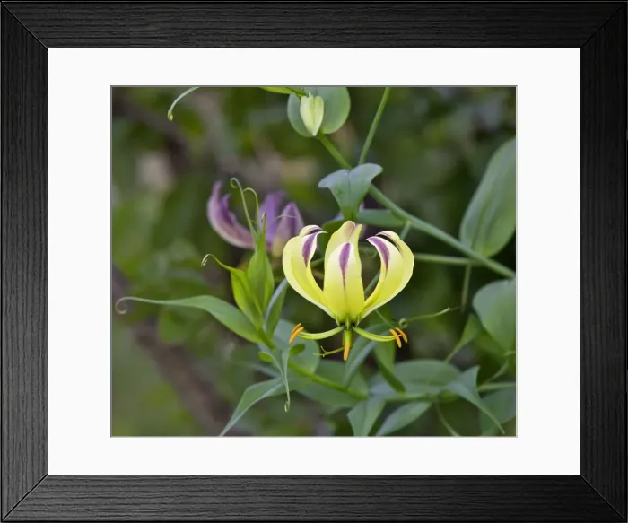 Framed Print : A beautiful yellow variant of the red Flame Lily (Gloriosa superba) can be found at lower altitudes especially in Tsavo West National Park Framed Print : A beautiful yellow variant of the red Flame Lily (Gloriosa superba) can be found at lower altitudes especially in Tsavo West National Park