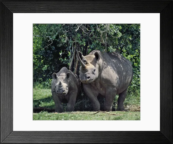 Framed Print : A black rhino and calf in the Aberdare Natrional Park Framed Print : A black rhino and calf in the Aberdare Natrional Park