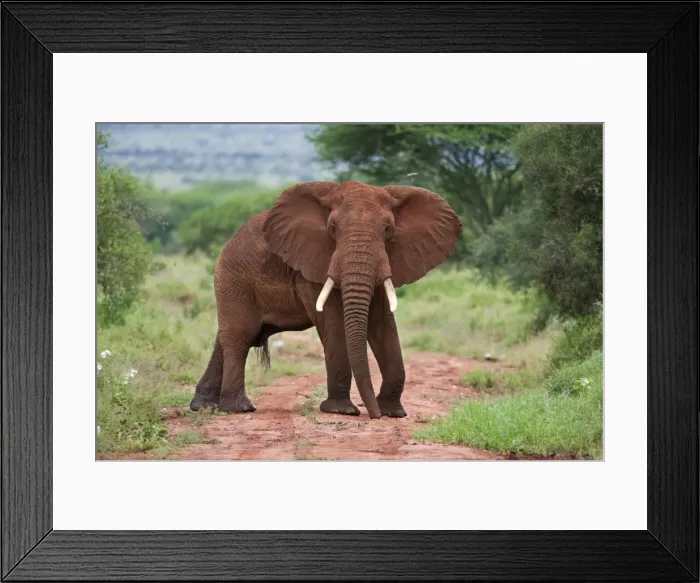 Framed Print : An elephant covered in red dust blocks a track in Kenyas Tsavo West National Park
