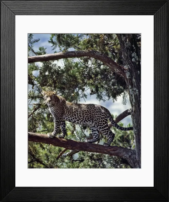 Framed Print : A fine leopard in the cedar forests near Maralal Framed Print : A fine leopard in the cedar forests near Maralal