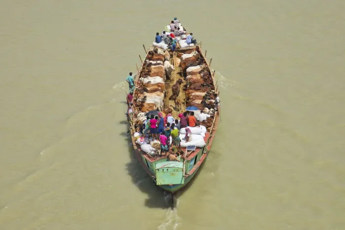 Framed Print : More than 100 cows squeeze onto a tiny boat as they are transported to market Framed Print : More than 100 cows squeeze onto a tiny boat as they are transported to market