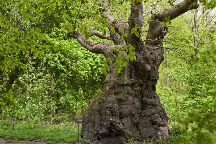 Framed Print : Over 1000 years old, the Big Belly Oak is the oldest tree in Savernake Forest, Marlborough Framed Print : Over 1000 years old, the Big Belly Oak is the oldest tree in Savernake Forest, Marlborough