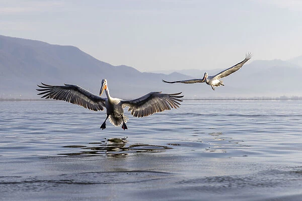 2 Dalmatian pelicans landing, Lake Kerkini National Park, Serres, Greece