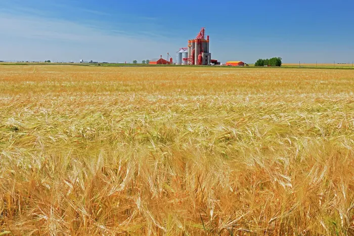 Framed Print : 2_Row Barley and high throughput elevator Stirling, Alberta, Canada Framed Print : 2_Row Barley and high throughput elevator Stirling, Alberta, Canada