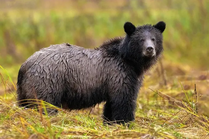 Framed Print : A 3 year old grizzly cub stands in the autumn rain in the Great Bear Rainforest, Canada Framed Print : A 3 year old grizzly cub stands in the autumn rain in the Great Bear Rainforest, Canada