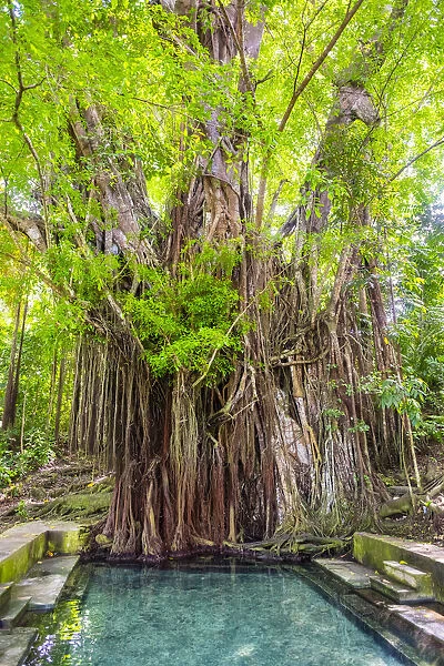 A 400-plus year old balete tree with a freshwater spring flowing from its base, Lazi