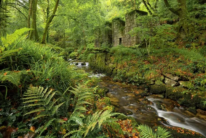 Framed Print : The abandoned ruins of the Gunpowder factory at Kennall Vale Nature Reserve near Ponsanooth in Cornwall, England. Autumn (September) 2024 Framed Print : The abandoned ruins of the Gunpowder factory at Kennall Vale Nature Reserve near Ponsanooth in Cornwall, England. Autumn (September) 2024