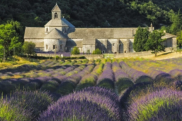 Abbey de Senanque and Lavender fields near Gordes, Vaucluse, Provence, France
